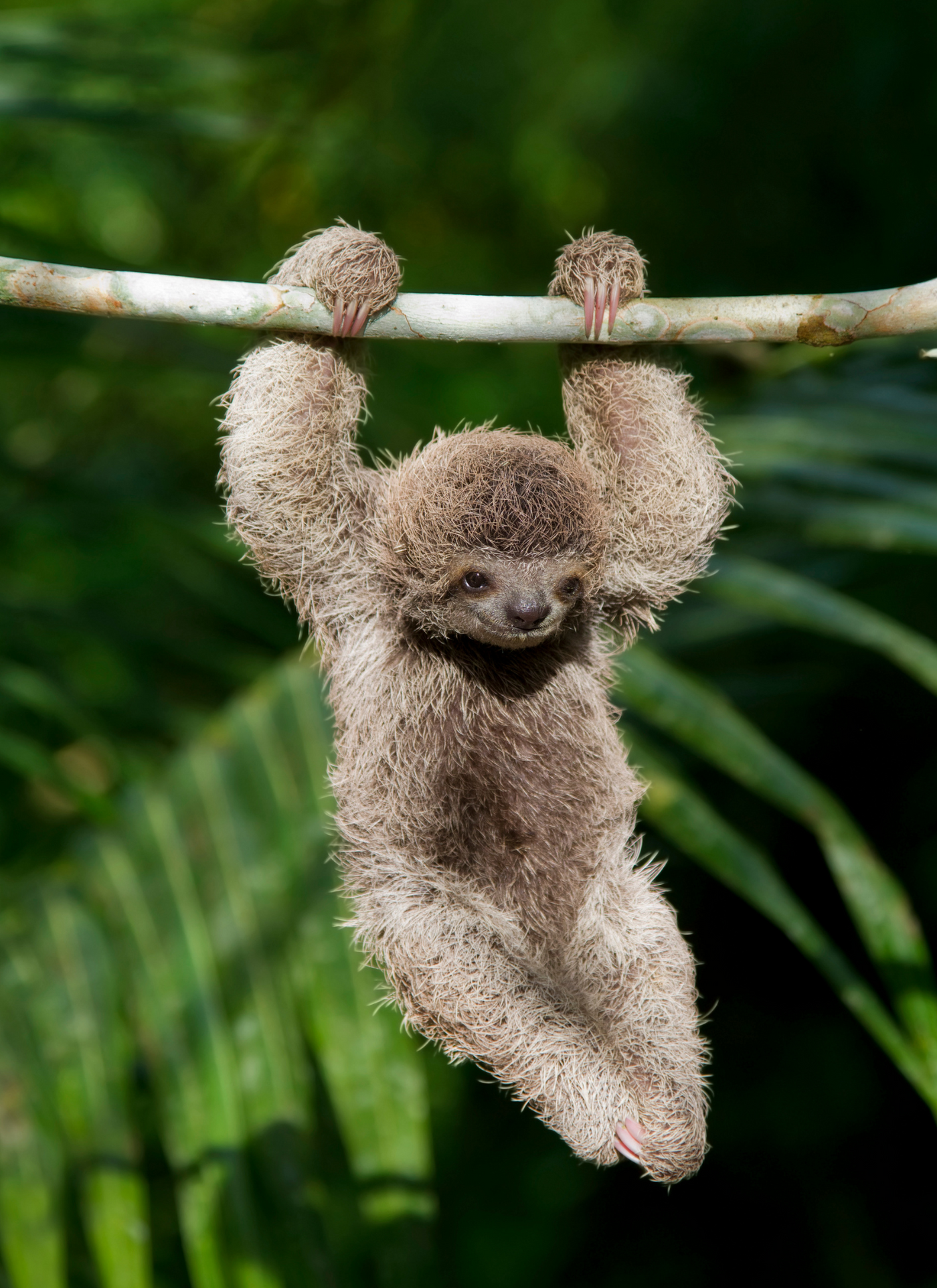 Playful Sloth – Paint by Numbers