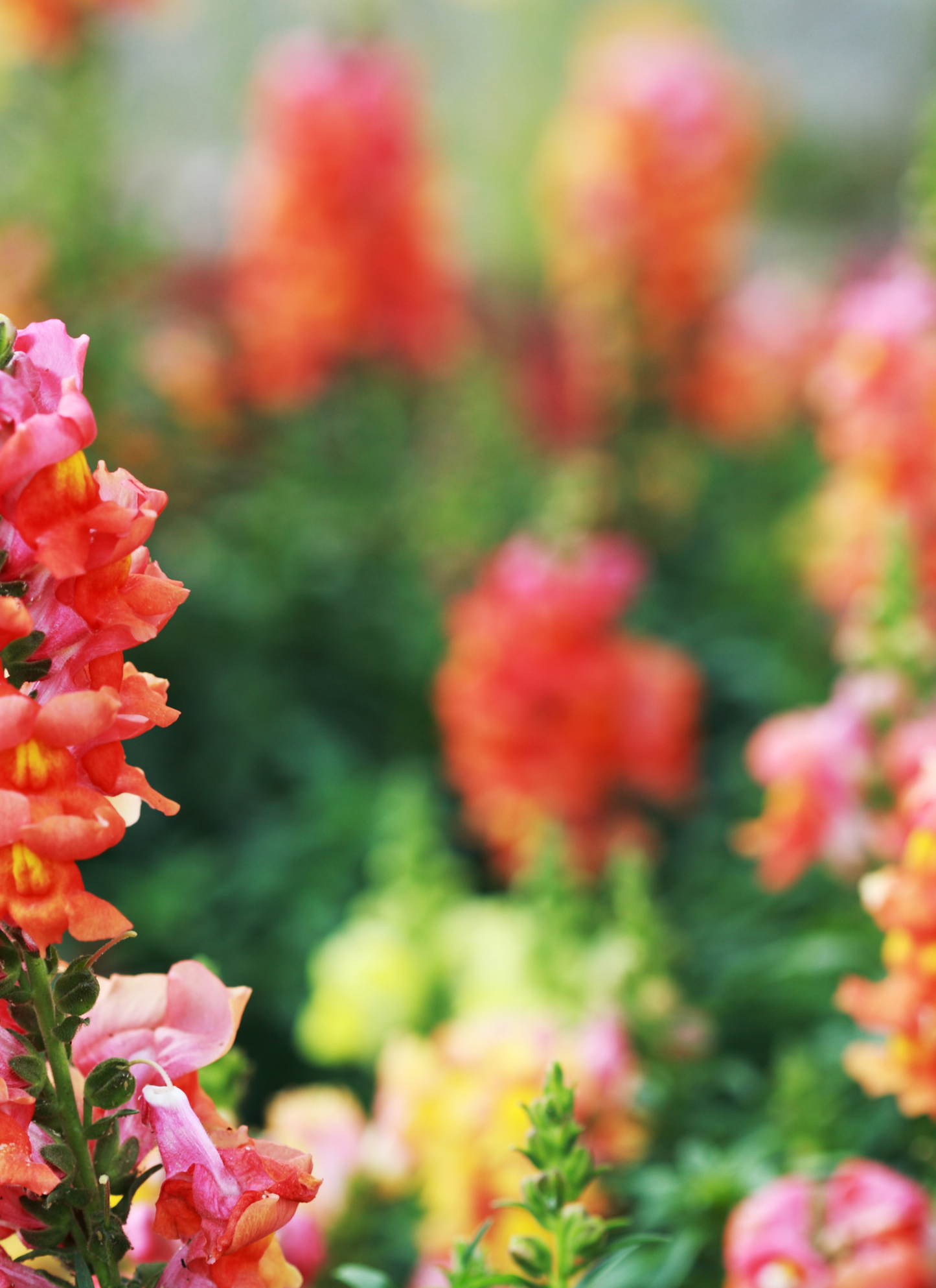Vibrant Snapdragons - Paint by Numbers Kit