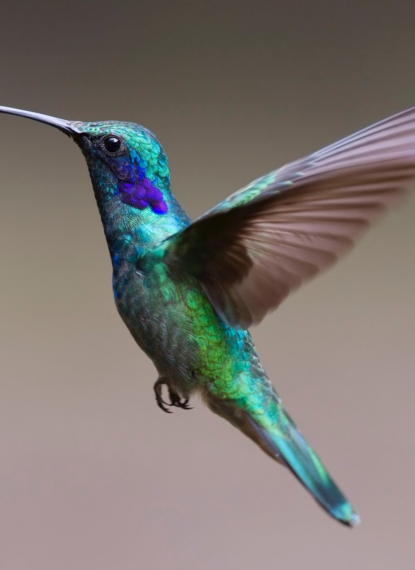 Colorful Hummingbird in Flight - Paint by Numbers