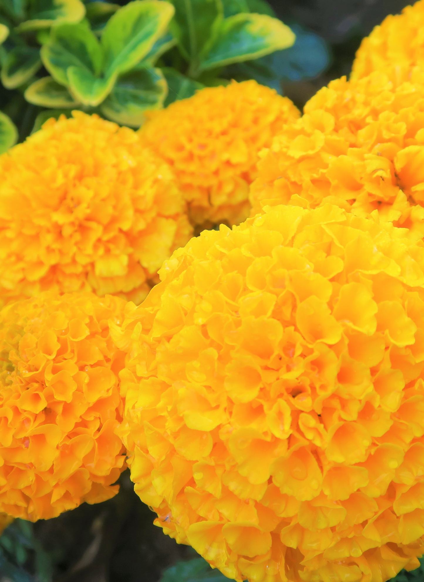 Golden Marigold Bloom – Paint by Numbers Kit