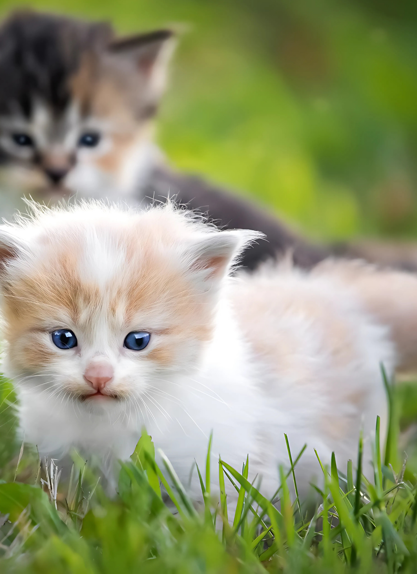 Adorable Kittens in the Grass - Paint by Numbers Kit