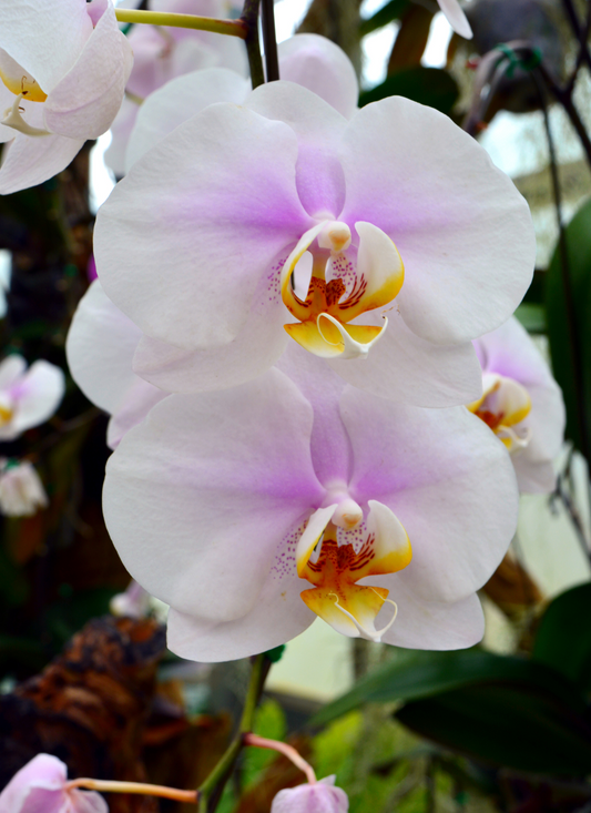 Delicate Orchid Blooms – Paint by Numbers Kit