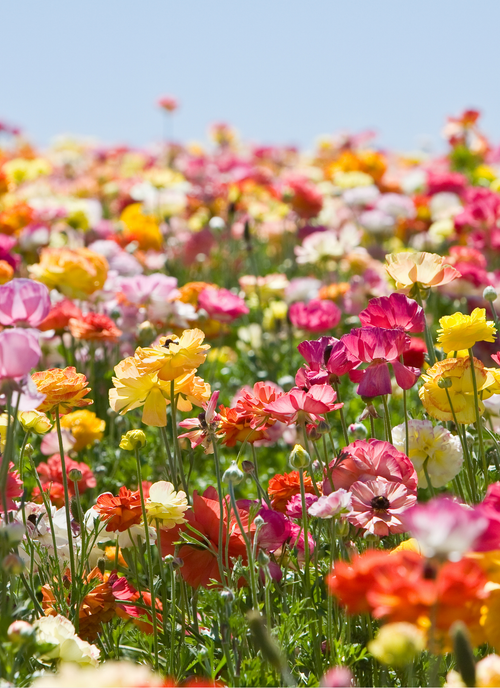 Field of Joy – Paint by Numbers Kit