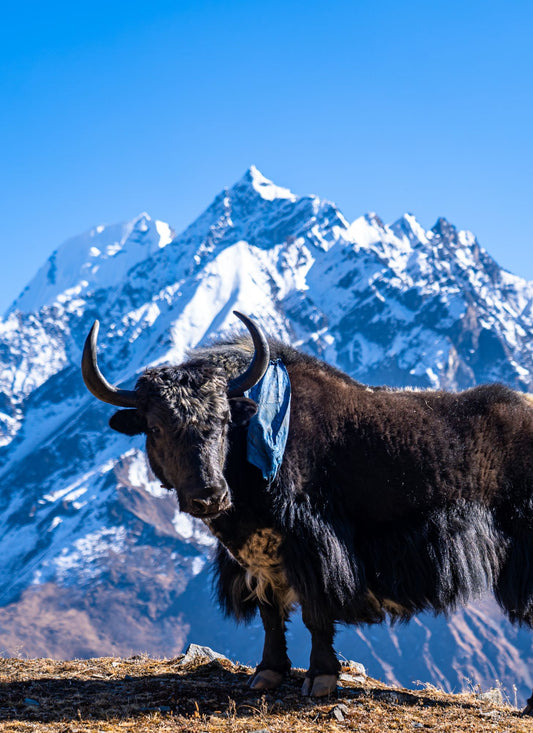 Himalayan Yak Majesty – Paint by Numbers Kit