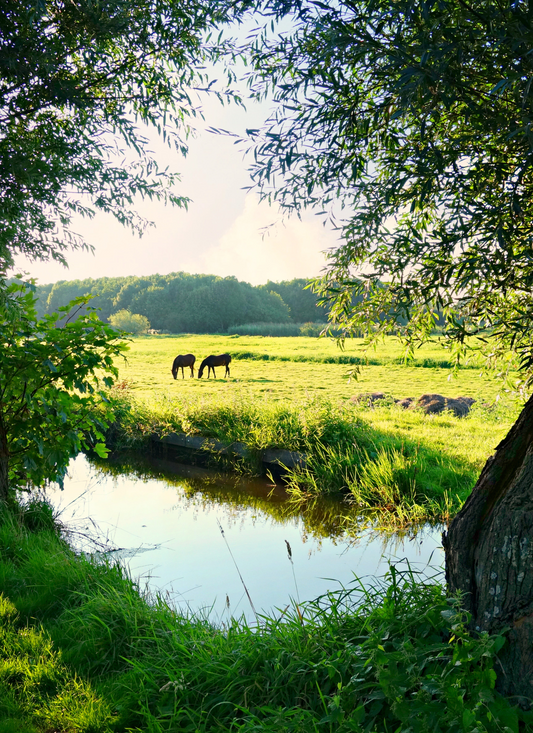 Grazing Horses by the Tranquil Stream