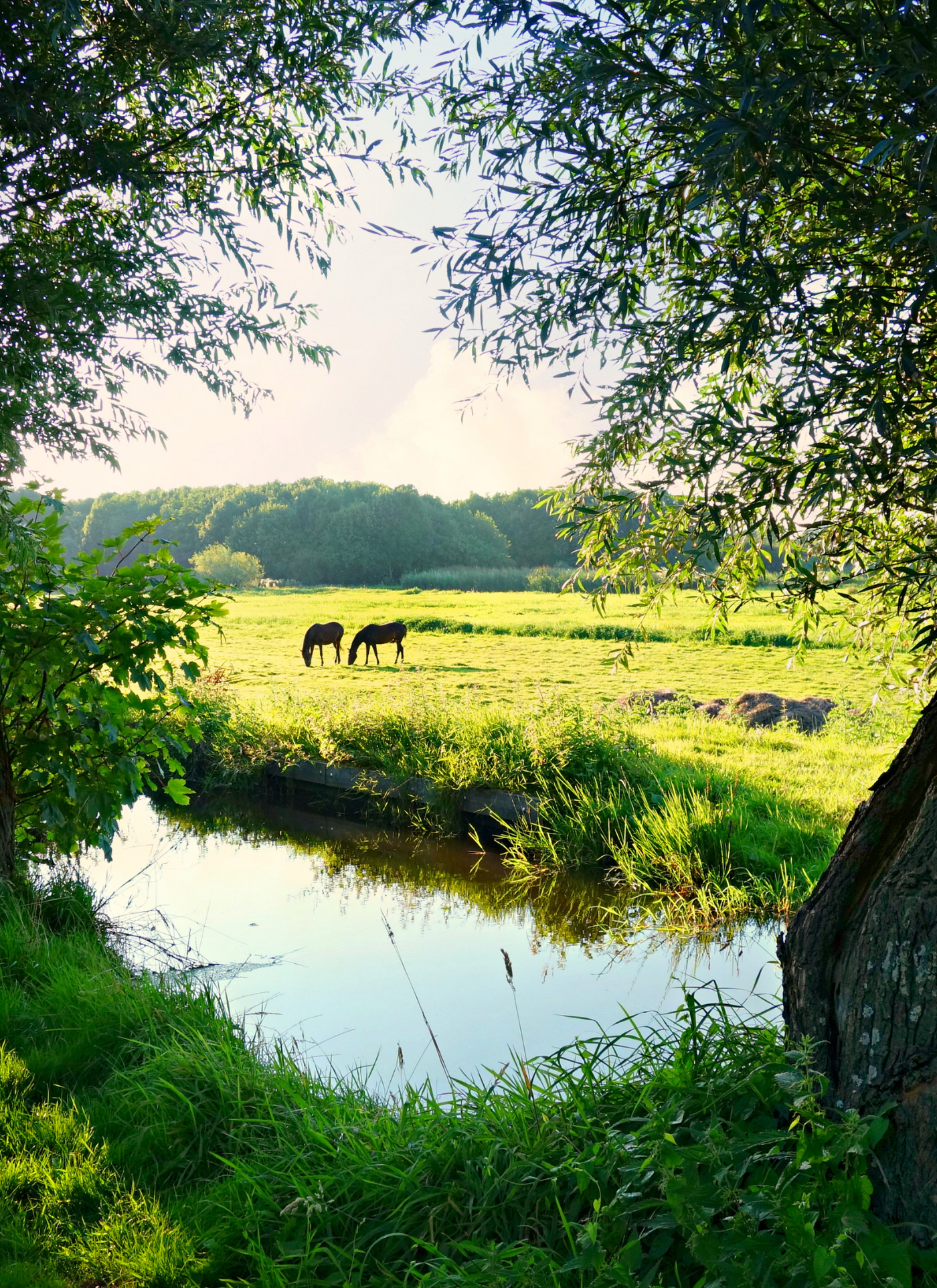 Grazing Horses by the Tranquil Stream