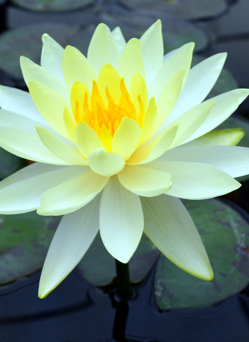 Golden Bloom – Paint by Numbers Kit