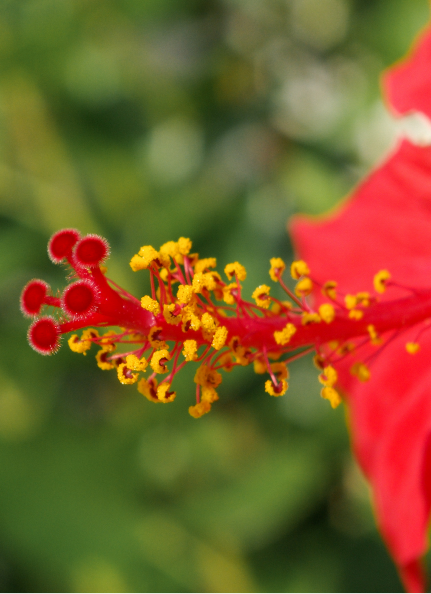 Close-Up Red Hibiscus – Paint by Numbers