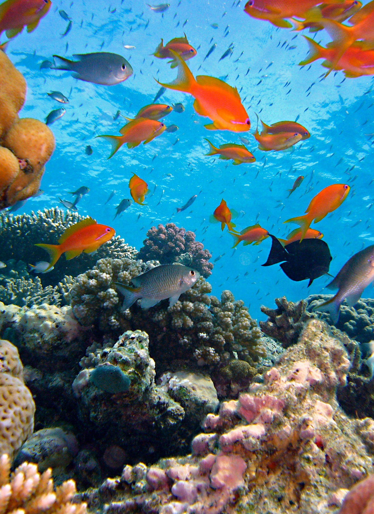 Coral Reef Wonders – Paint by Numbers