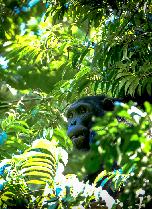 Chimpanzee in the Canopy – Paint by Numbers Kit