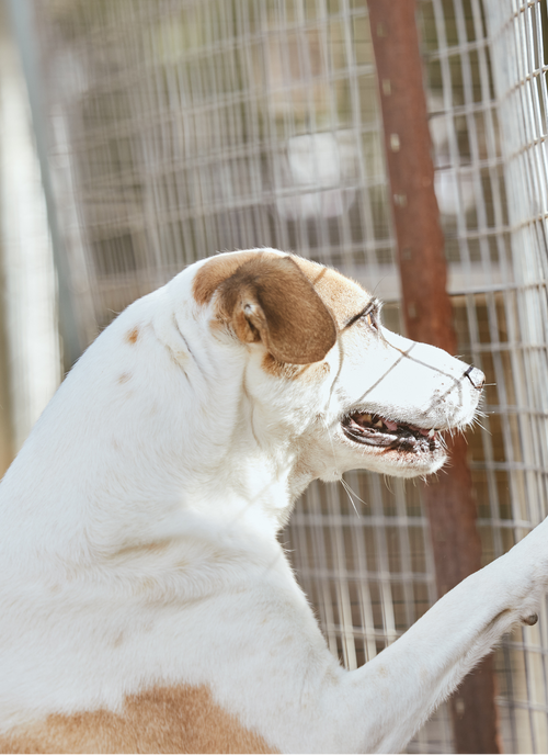 Hopeful Shelter Pup – Paint by Numbers Kit