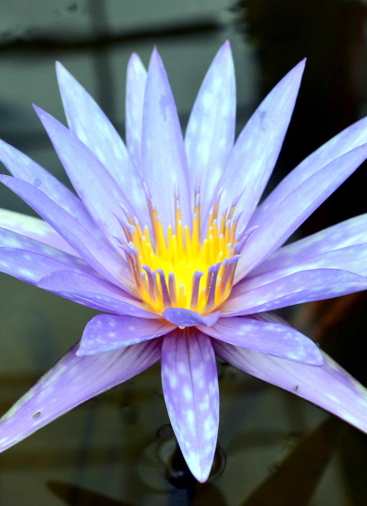 Radiant Purple Water Lily  Paint by Numbers Kit