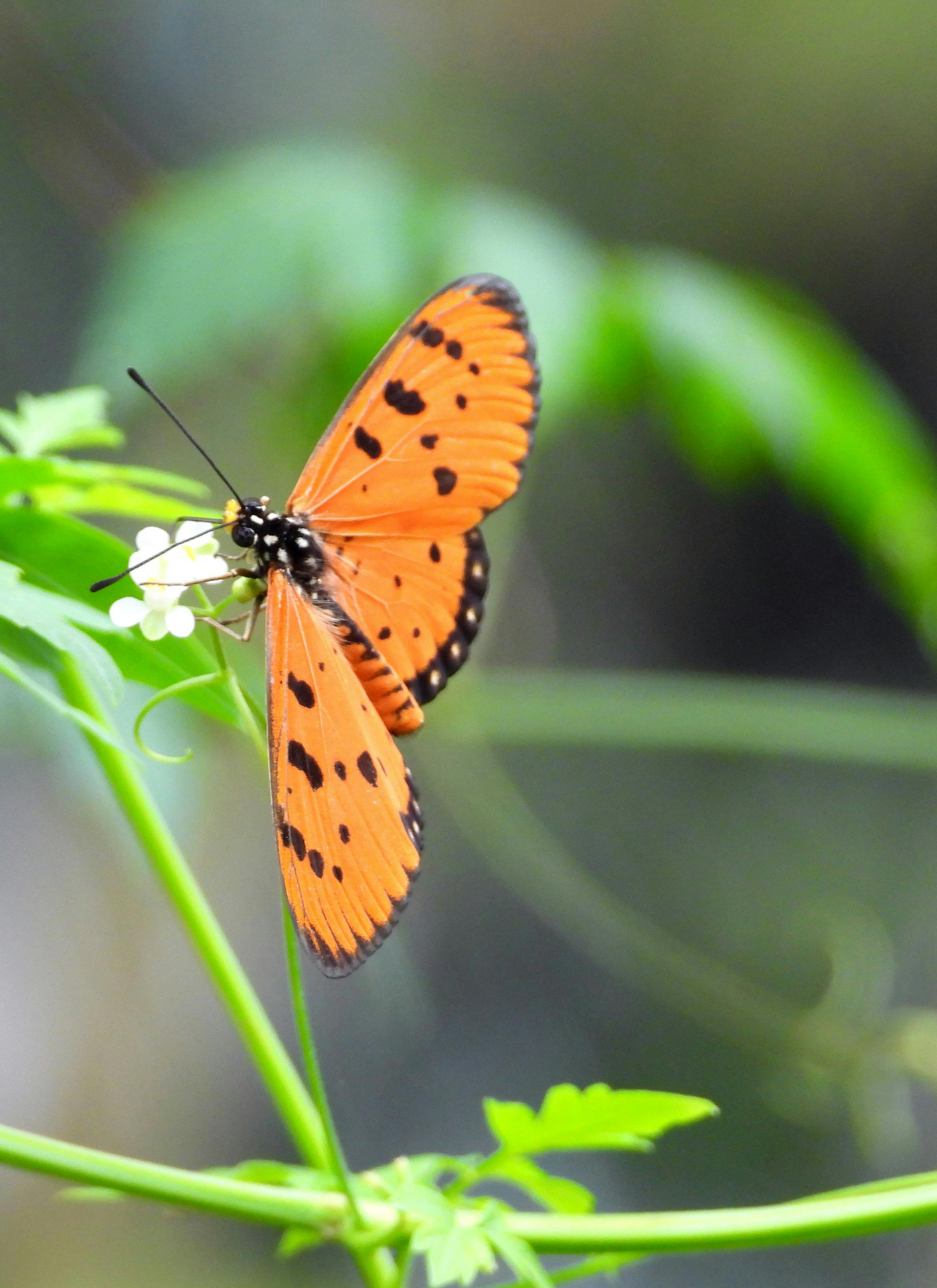 Graceful Orange Butterfly on Green Vine