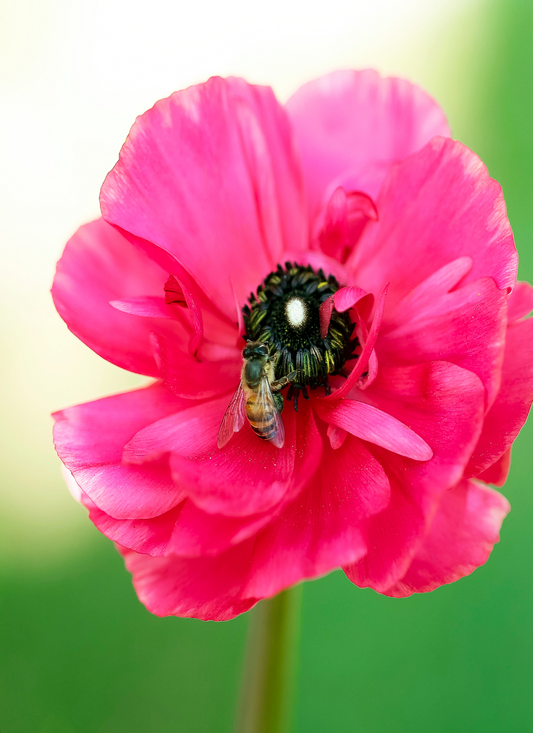 Bee on Pink Bloom - Paint by Numbers