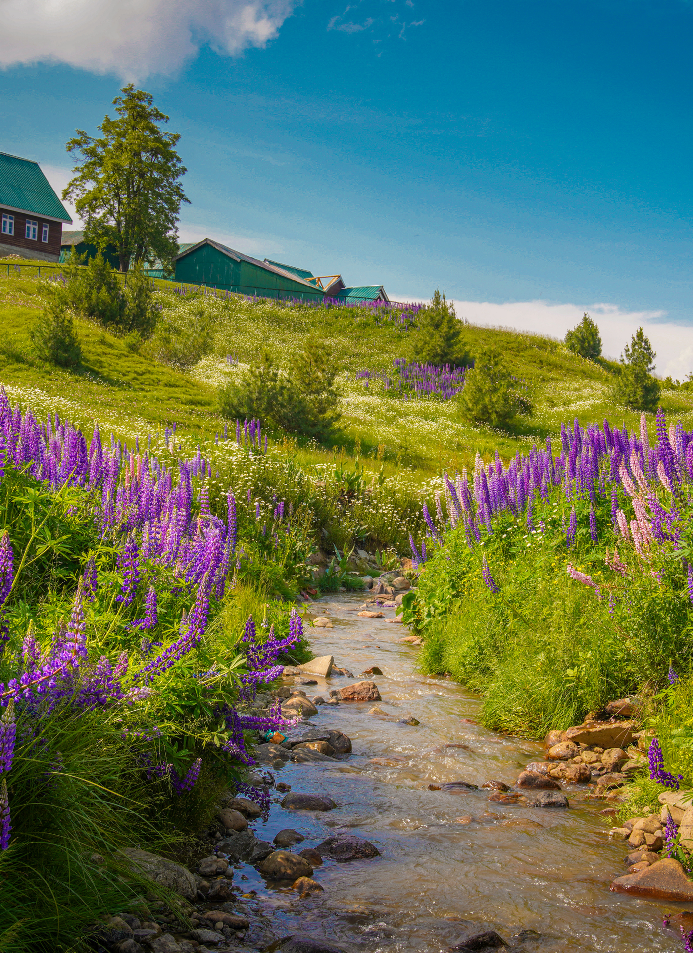 Lupine Stream in Summer Meadow – Paint by Numbers Kit