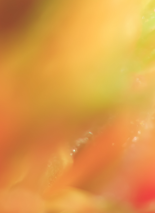 Tropical Haze – Paint by Numbers Kit