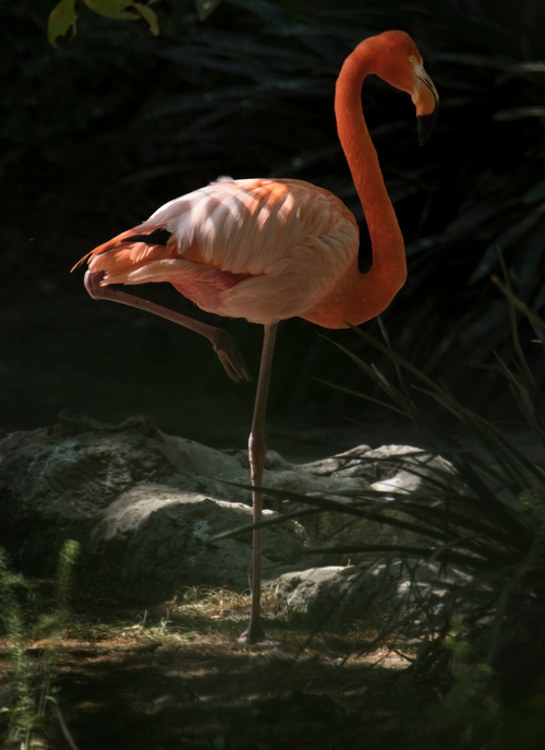 Graceful Flamingo – Paint by Numbers Kit