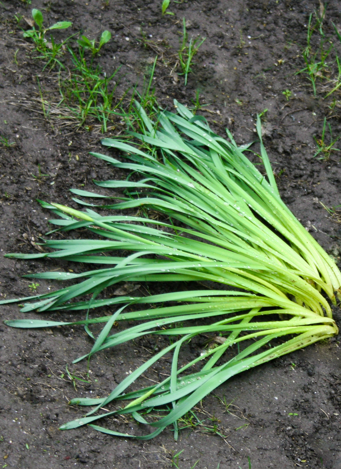 Freshly Picked Leeks Paint by Numbers Kit