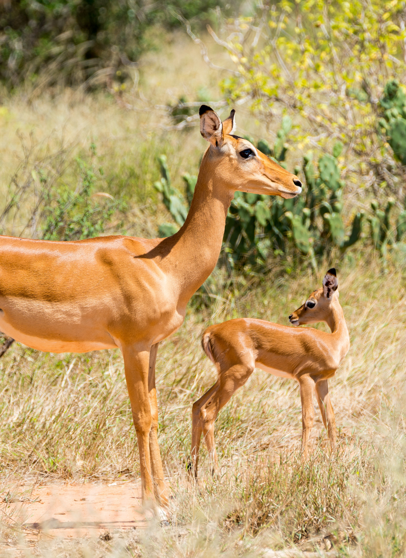 Graceful Gazelles – Paint by Numbers Kit