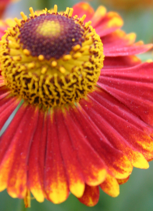 Sunburst Bloom – Paint by Numbers Kit