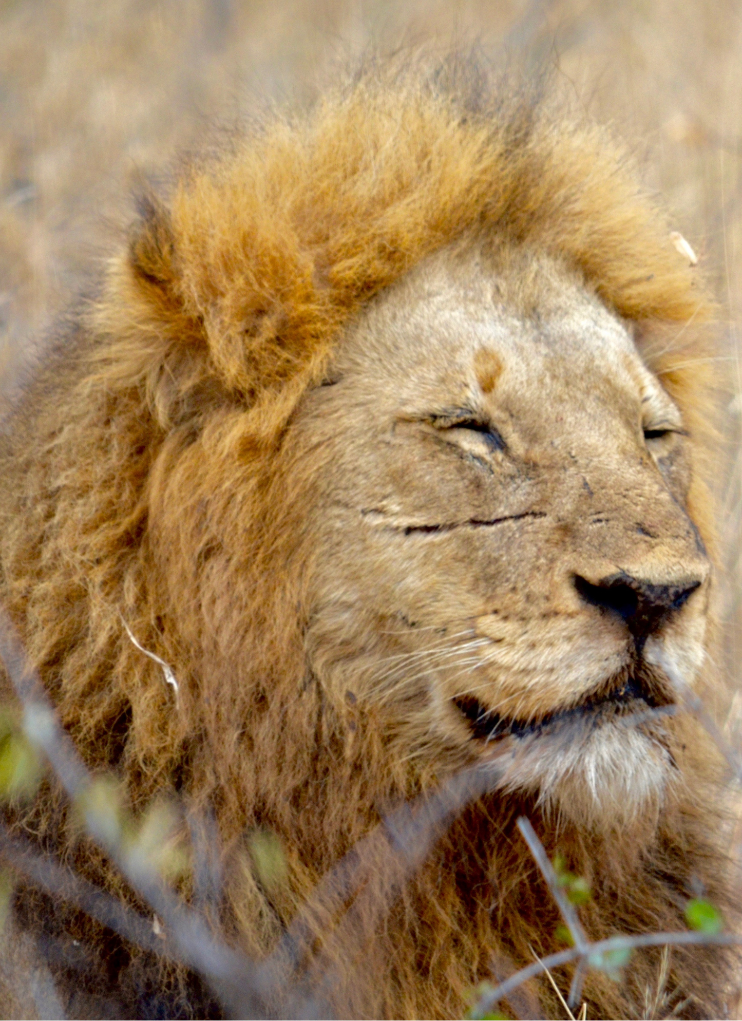 The King’s Rest – Paint by Numbers Kit