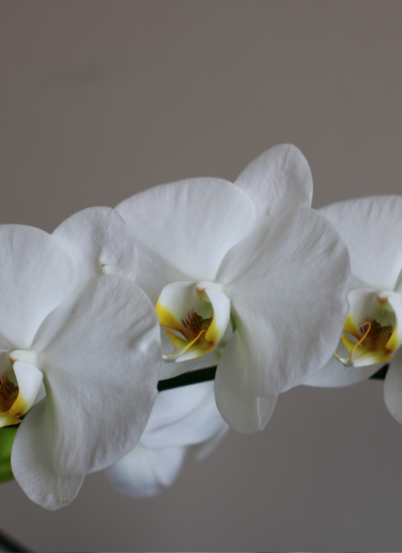 White Orchid Elegance – Paint by Numbers Kit