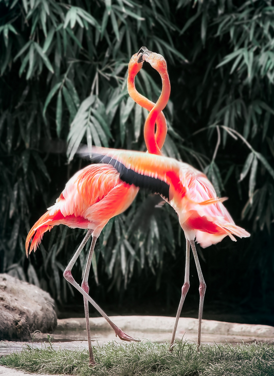 Flamingo Romance – Paint by Numbers Kit