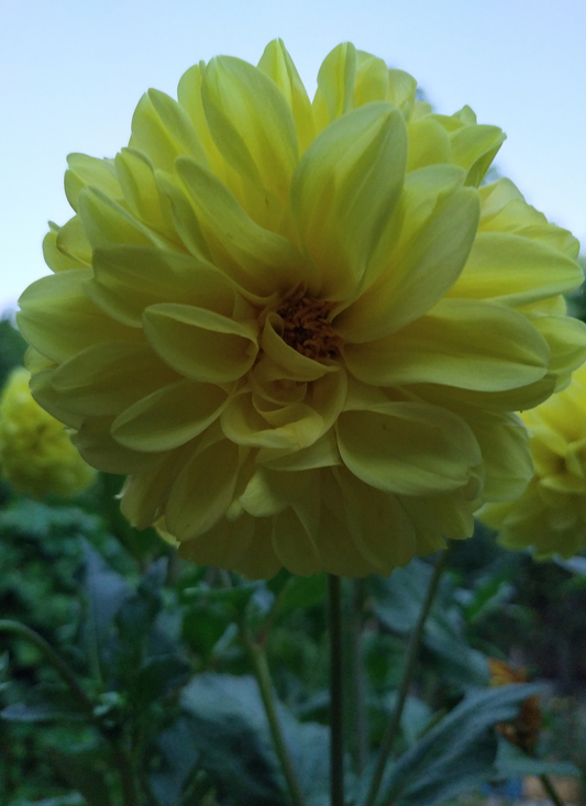 Golden Dahlia Glow – Paint by Numbers Kit