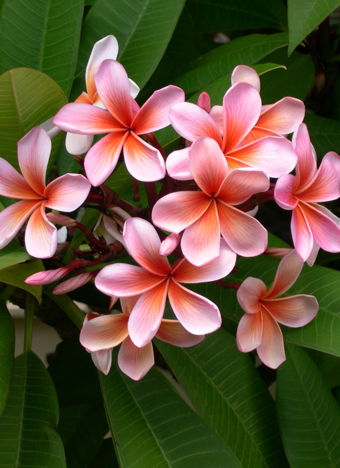 Pink Plumeria Blooms - Paint by Numbers