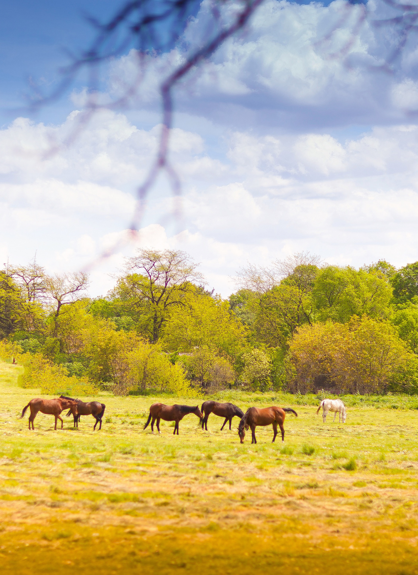 Grazing Horses in Spring Meadow – Paint by Numbers Kit