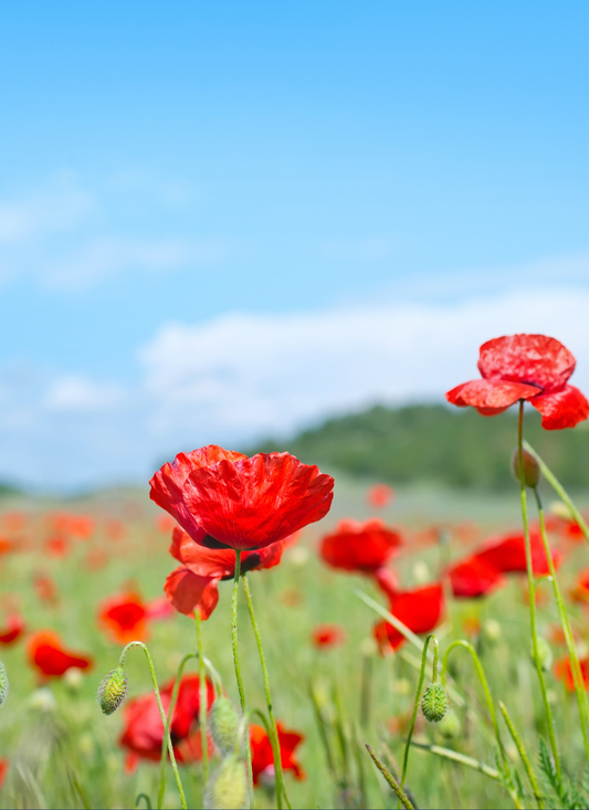 Crimson Poppy Meadow – Paint by Numbers Kit