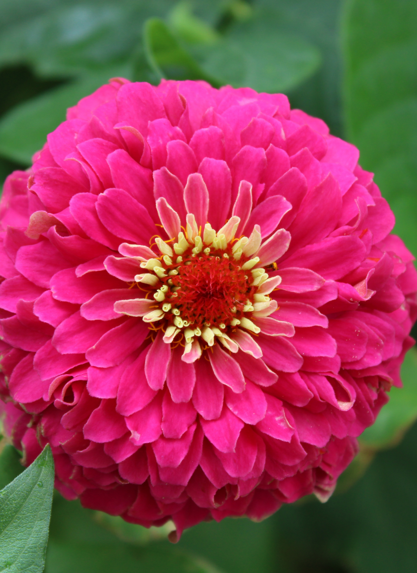 Crimson Zinnia Glow – Paint by Numbers Kit