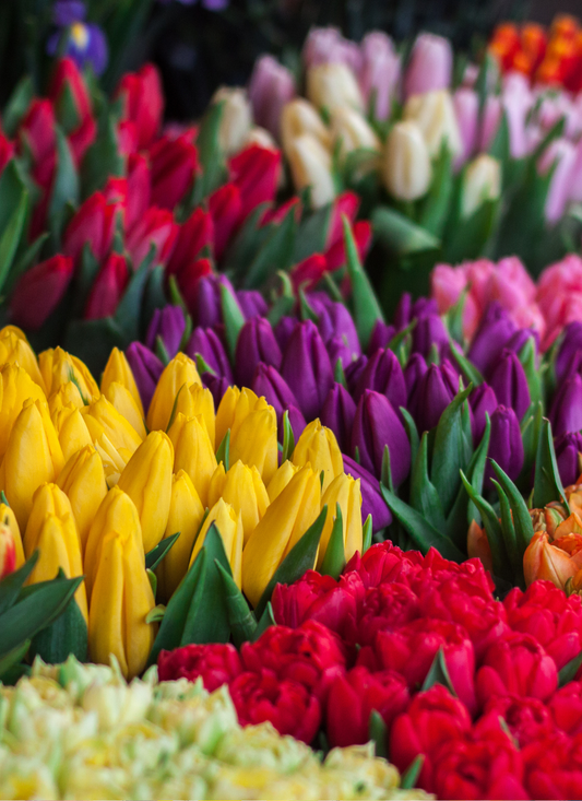 Tulip Market Bloom Paint by Numbers Kit