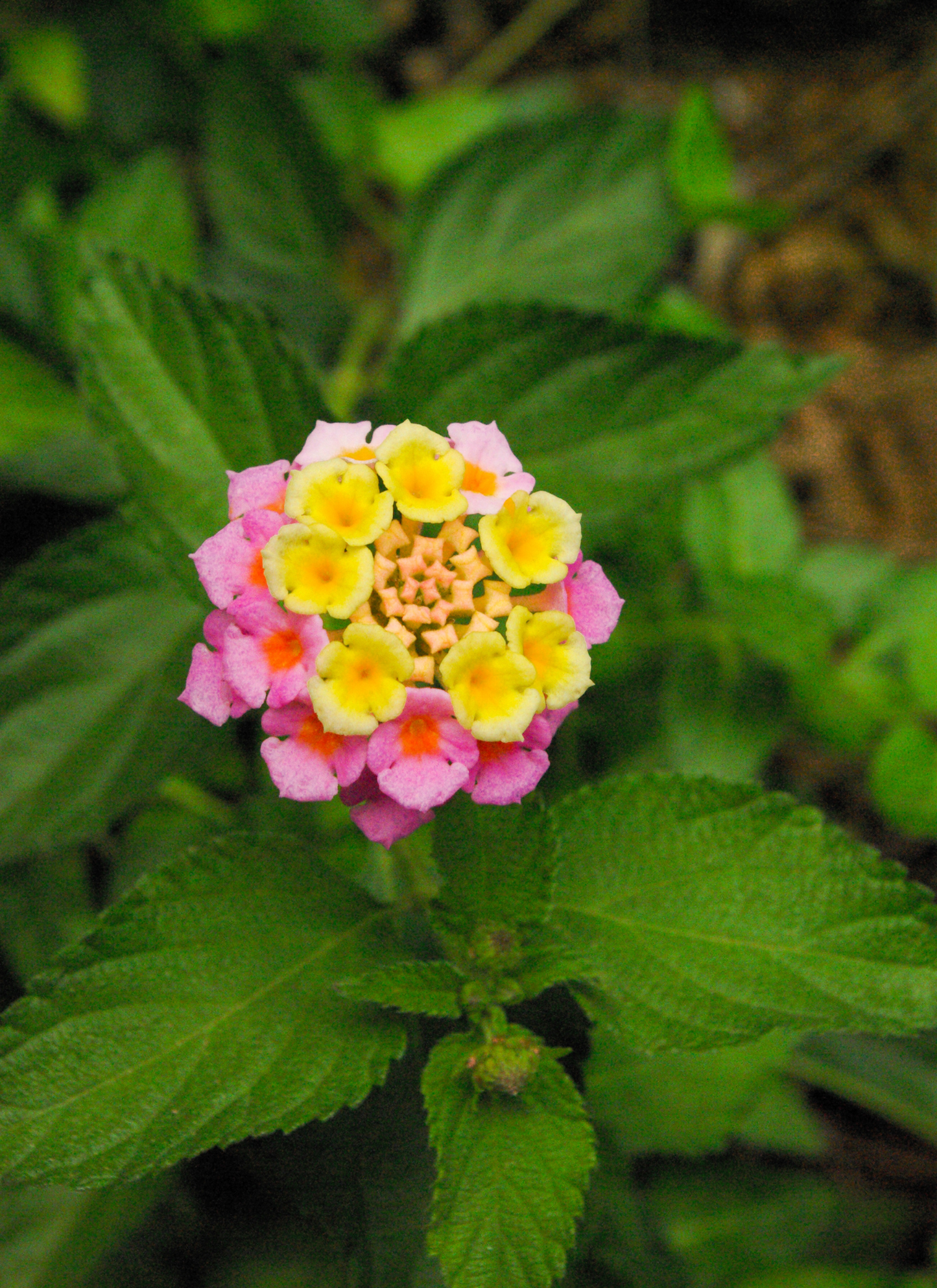 Lantana Bloom Burst - Paint by Numbers