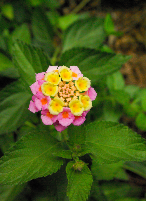 Lantana Bloom Burst - Paint by Numbers