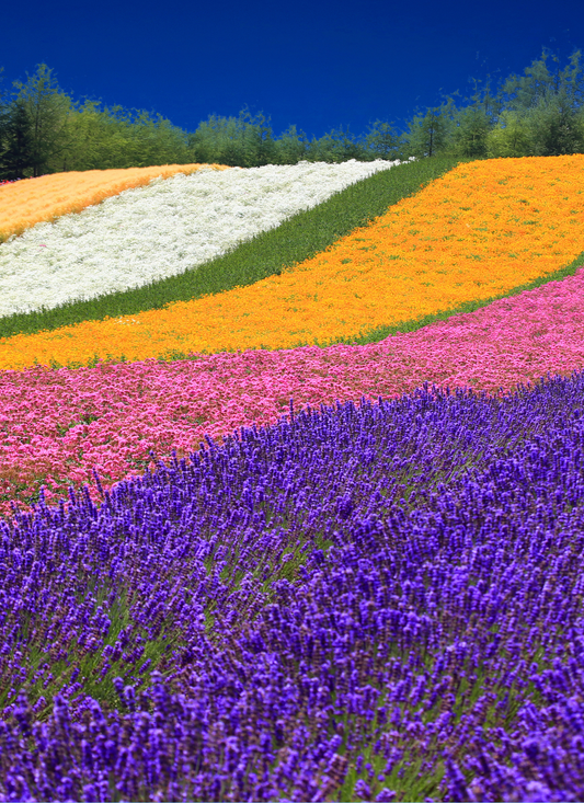 Rainbow Bloom Hillside – Paint by Numbers Kit