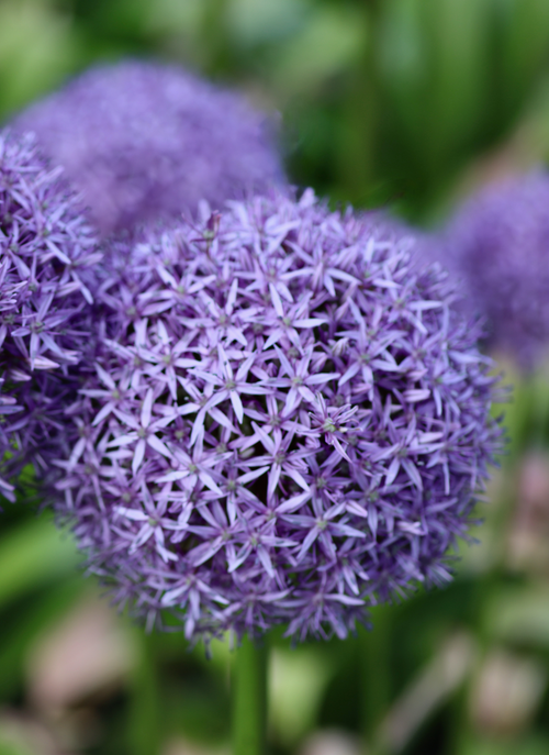 Violet Burst – Paint by Numbers Kit