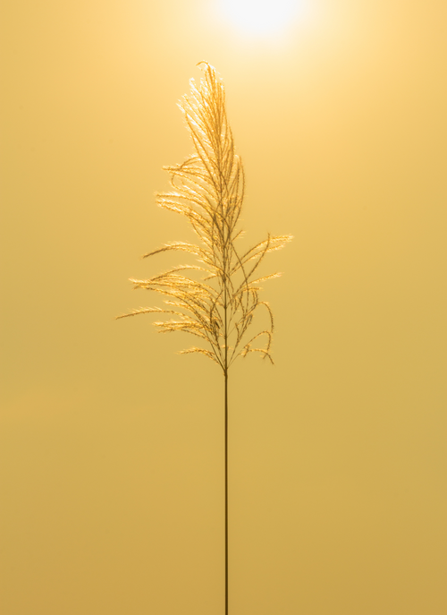 Golden Meadow Light - Paint by Numbers