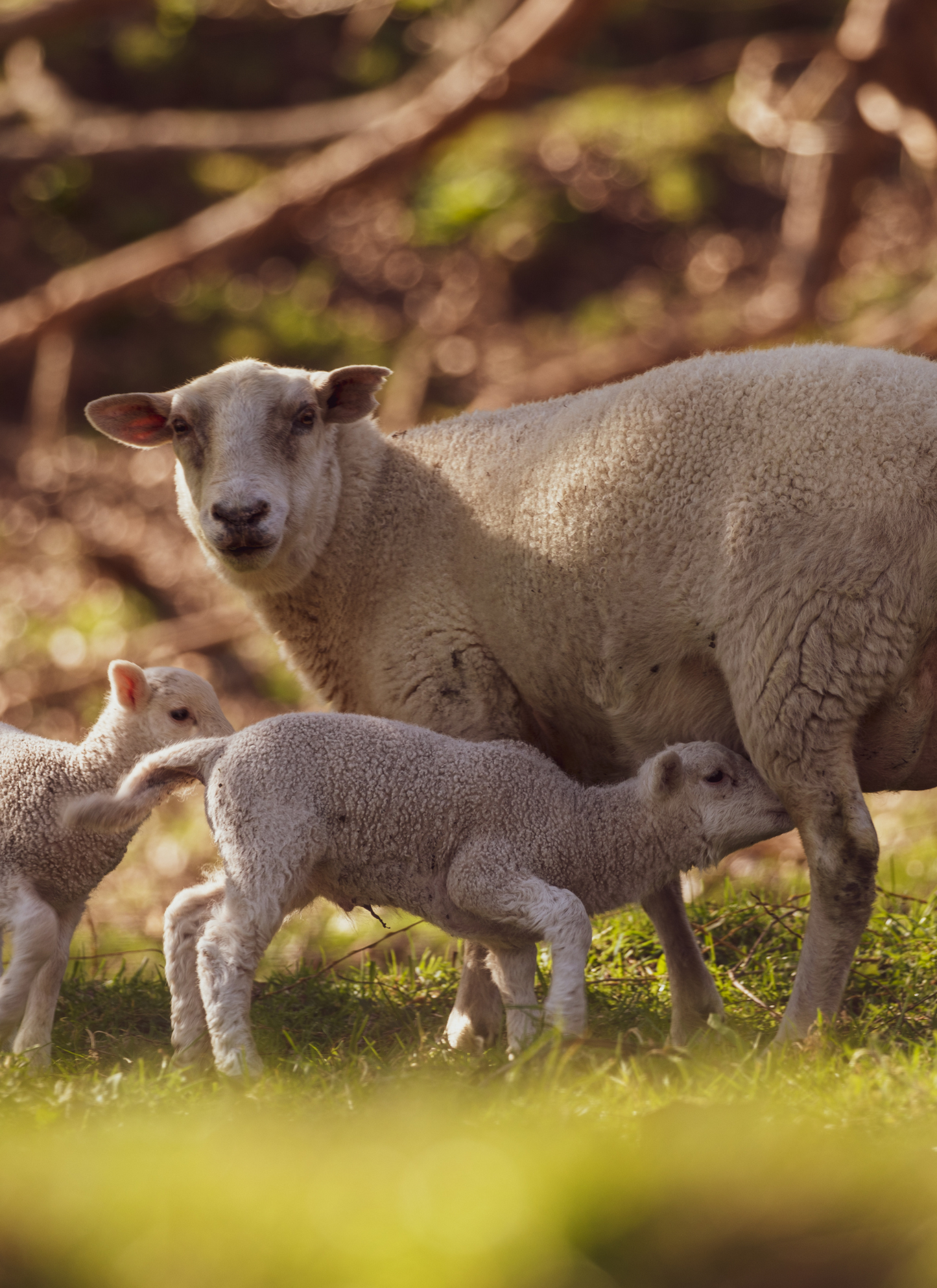 Lambs at First Light – Paint by Numbers Kit