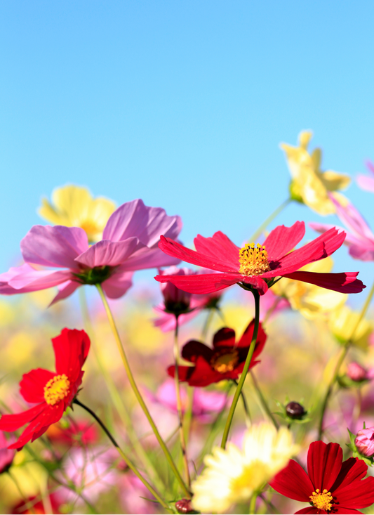 Field of Colorful Cosmos – Paint by Numbers Kit