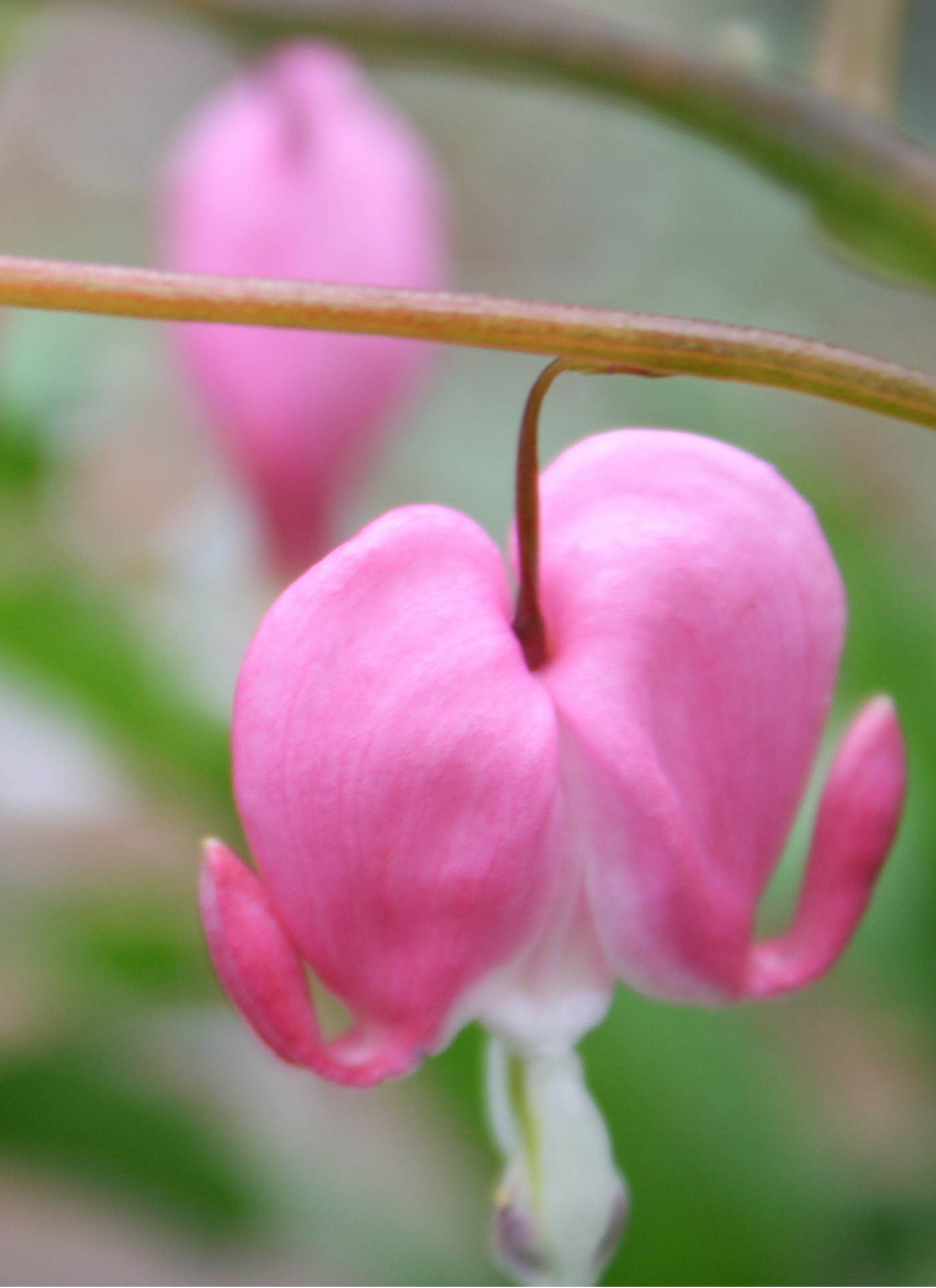 Delicate Pink Bleeding Heart – Paint by Numbers Kit