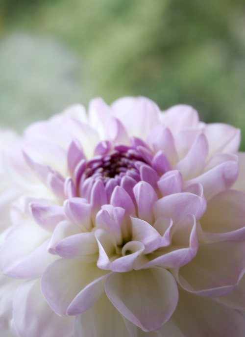 Blush Dahlia Bloom – Paint by Numbers Kit