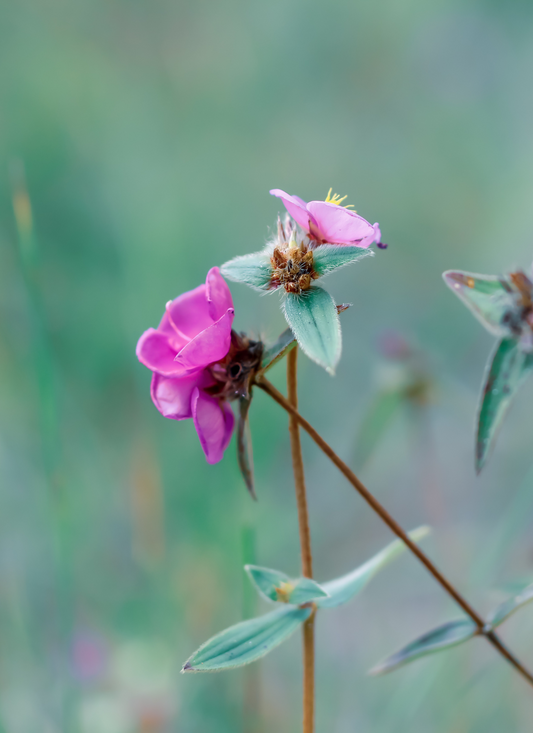 Soft Pink Blossom – Paint by Numbers