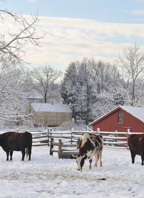 Winter Morning on the Farm – Paint by Numbers Kit