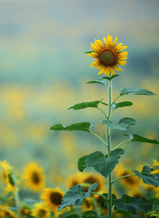 Golden Bloom Grace – Paint by Numbers