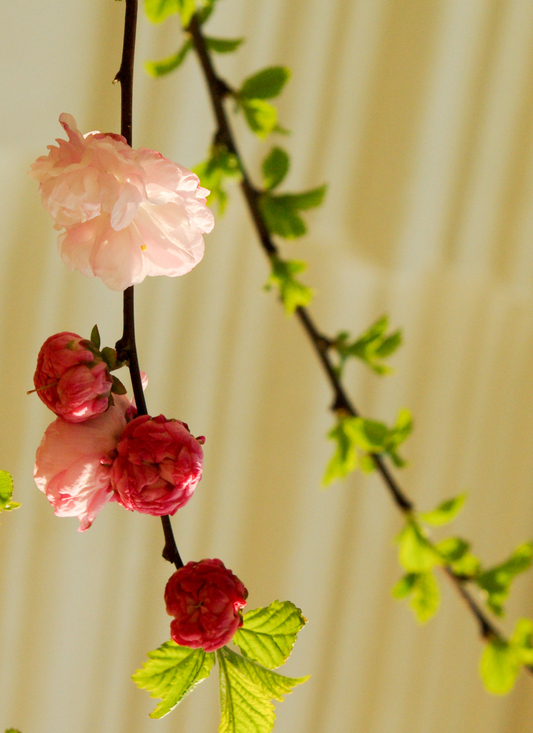 Spring Blossom Branch – Paint by Numbers Kit