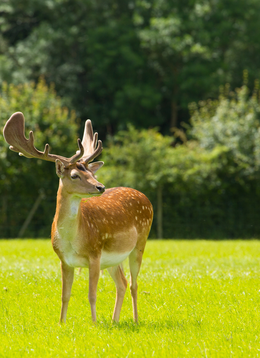 Majestic Forest Deer – Paint by Numbers Kit
