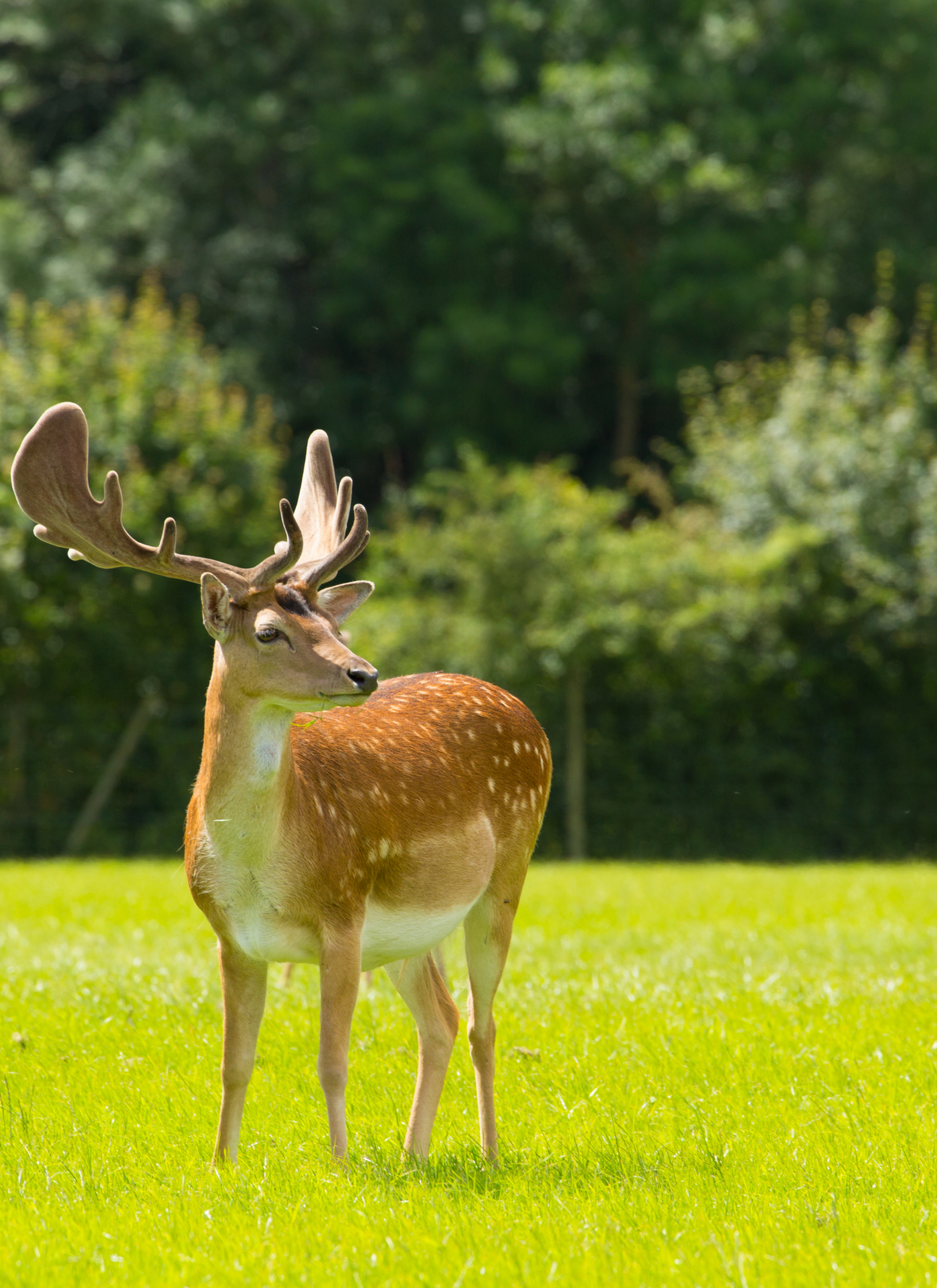 Majestic Forest Deer – Paint by Numbers Kit