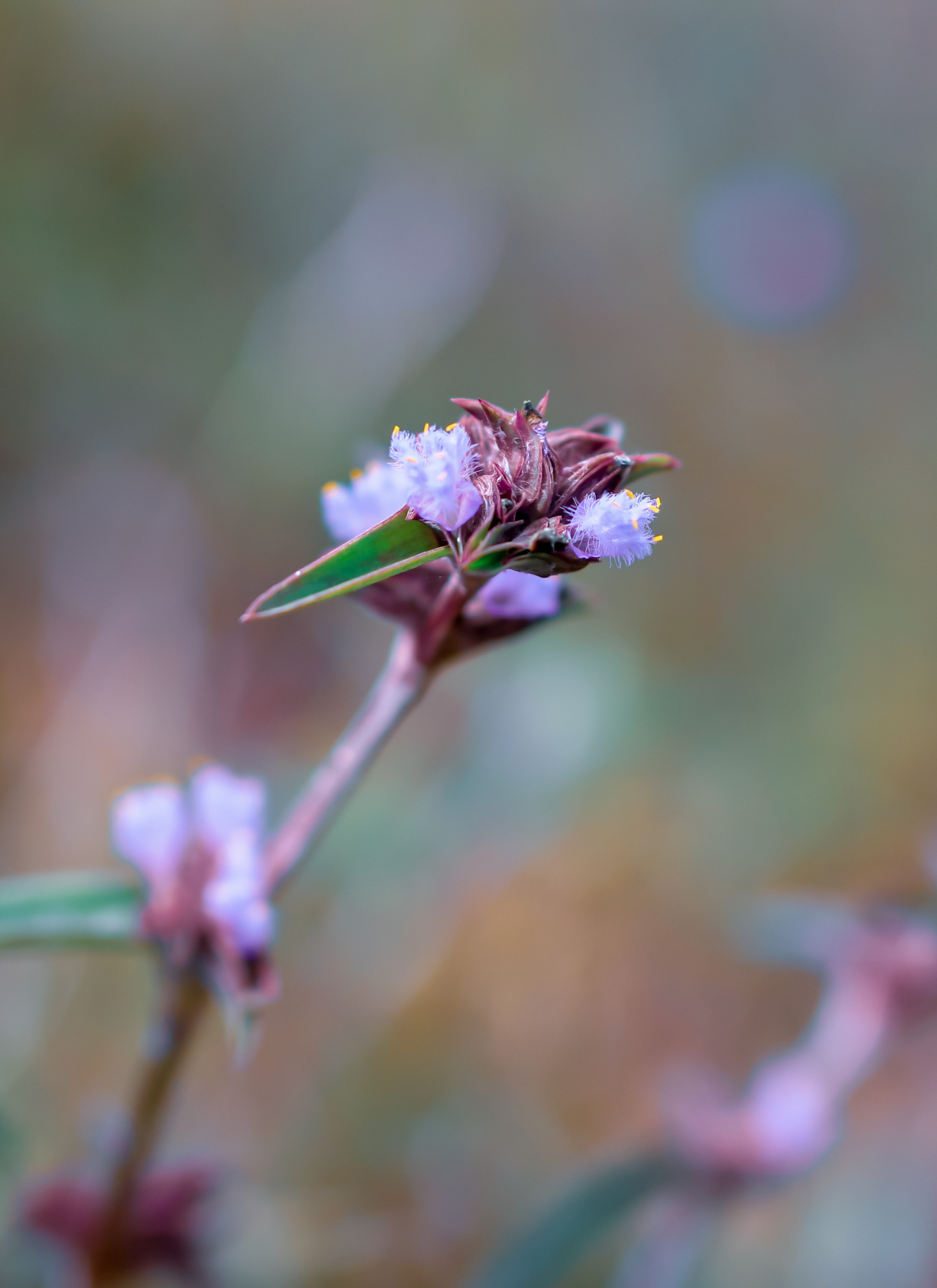 Purple Bloom in the Wild – Paint by Numbers