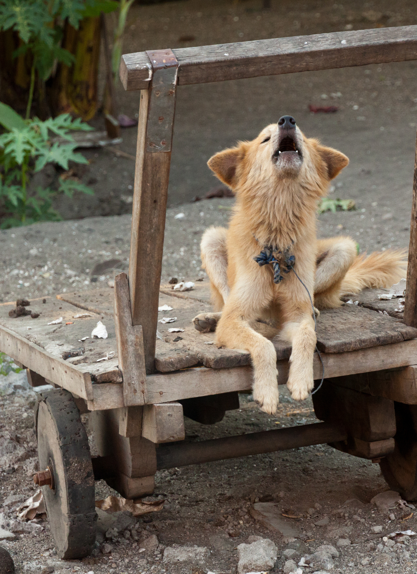 Rustic Howling Dog on Wooden Cart